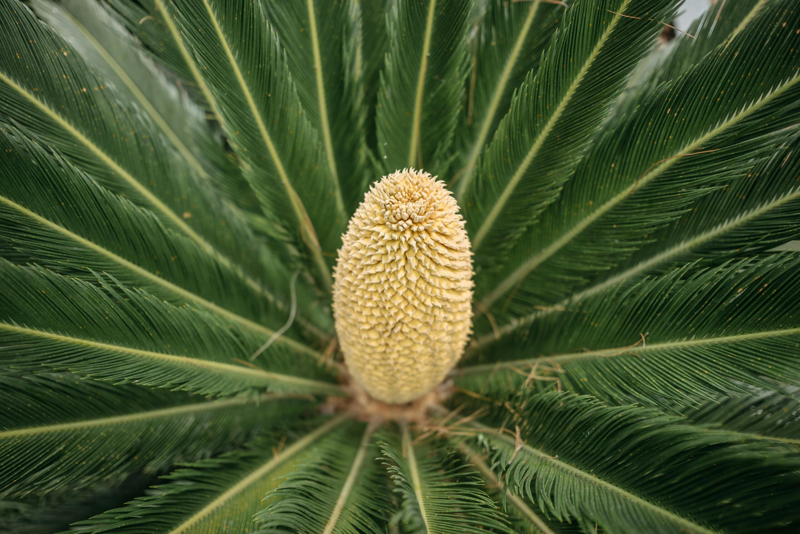 Detailed close-up of a Cycas plant's cone surrounded by lush green leaves.
