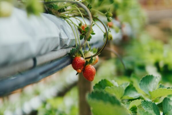 Akuaponik Urban Farm