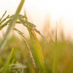 a close up of a grass