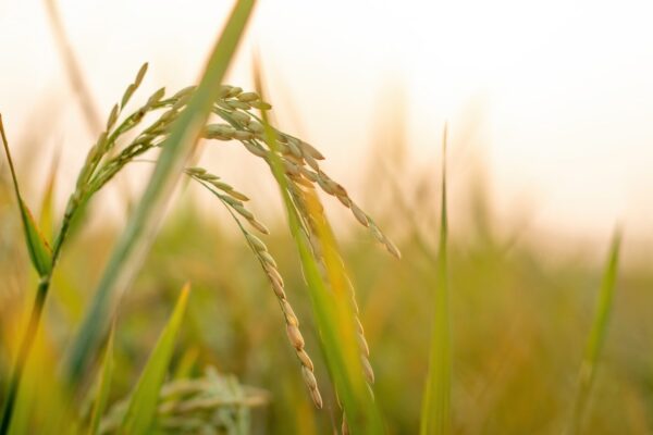 a close up of a grass