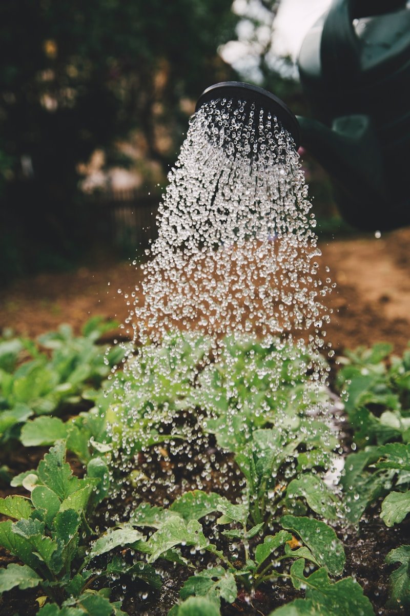 Pupuk Organik untuk Hortikultura