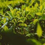 green plant with water droplets