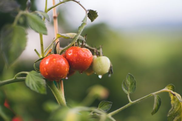 red and green round fruits