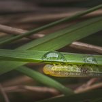 green grasshopper on green leaf
